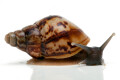 Lissachatina reticulata juvenil